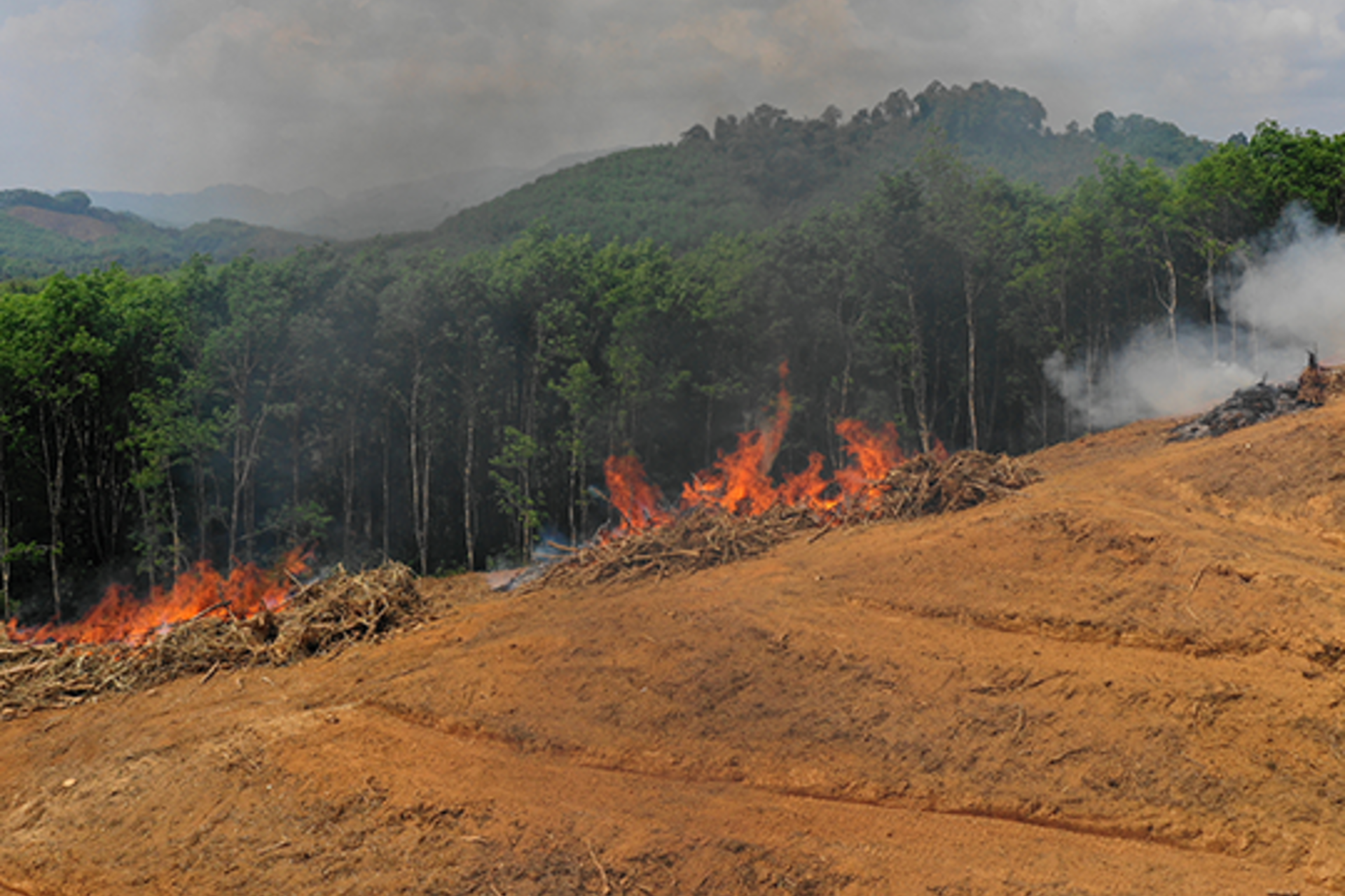 An area of rainforest being cleared for a palm oil plantation.