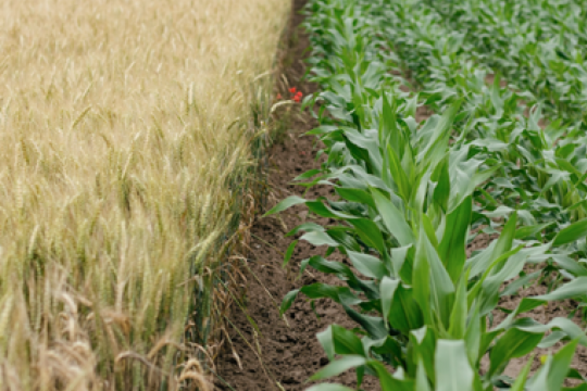 A row of dirt between a corn field and a wheat field