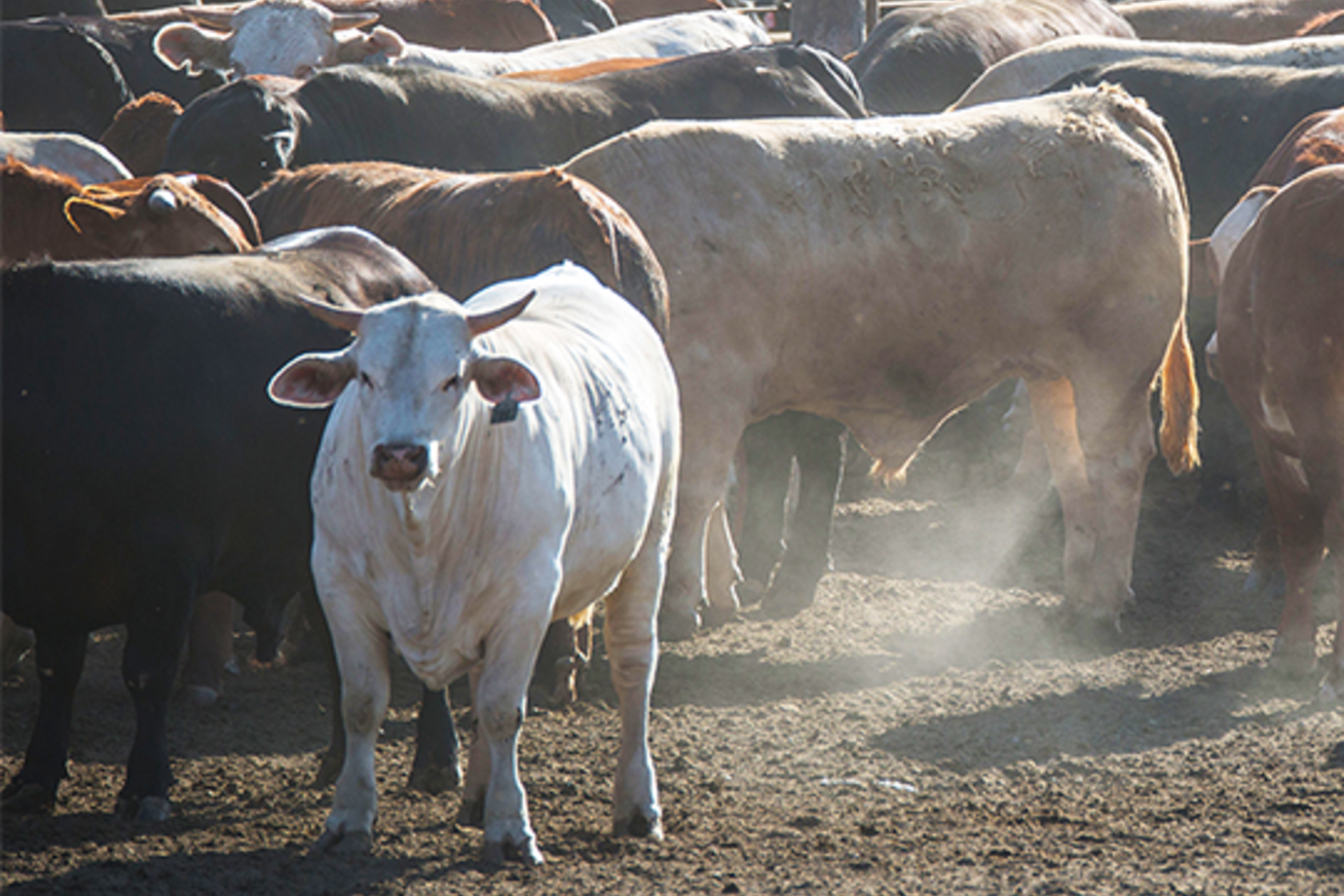 Cows at Harris Ranch in California