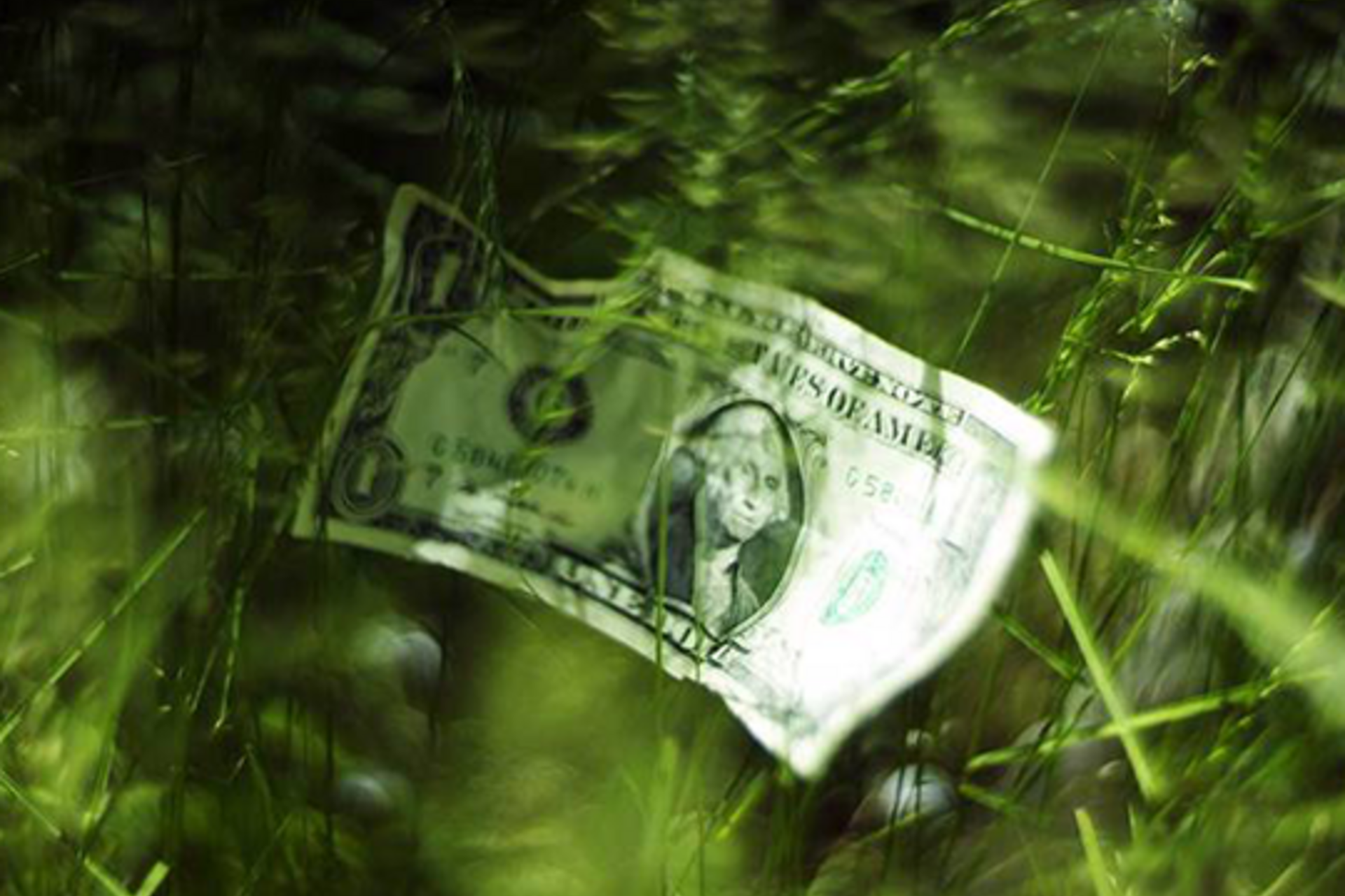 A slightly crumpled dollar bill lodged in a dark, grassy area
