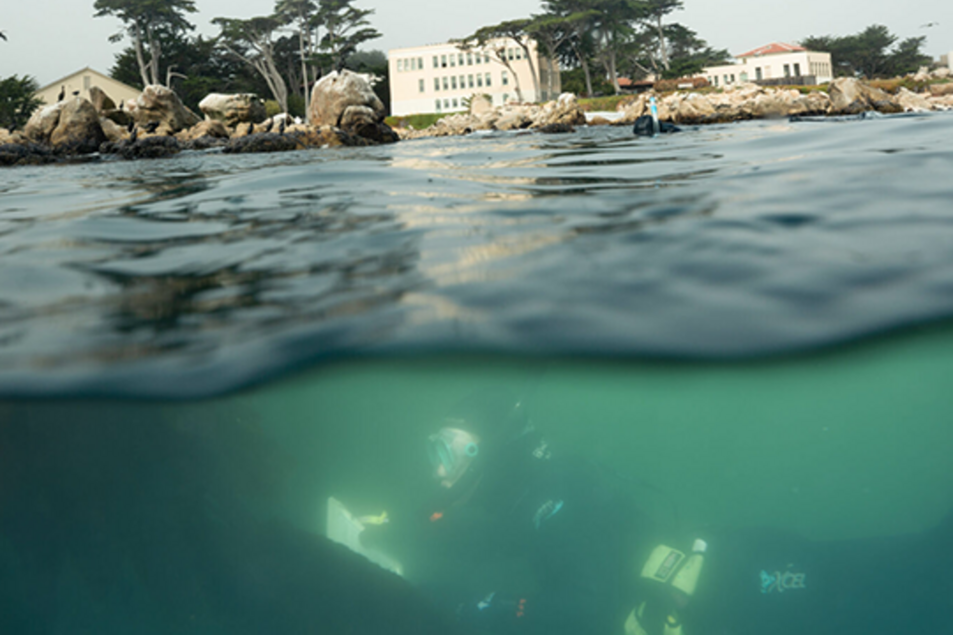 The view of Hopkins Marine Station from just beneath the water's surface