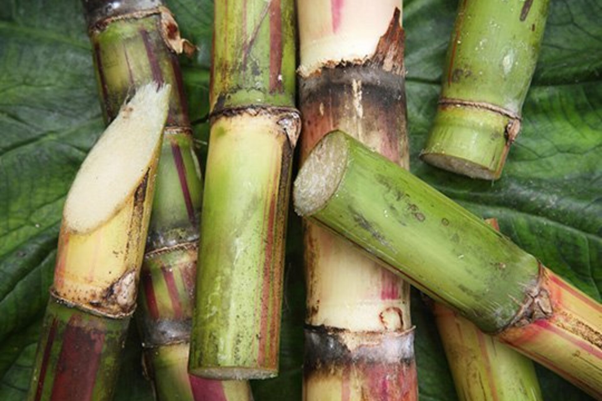 Freshly cut pieces of sugarcane.