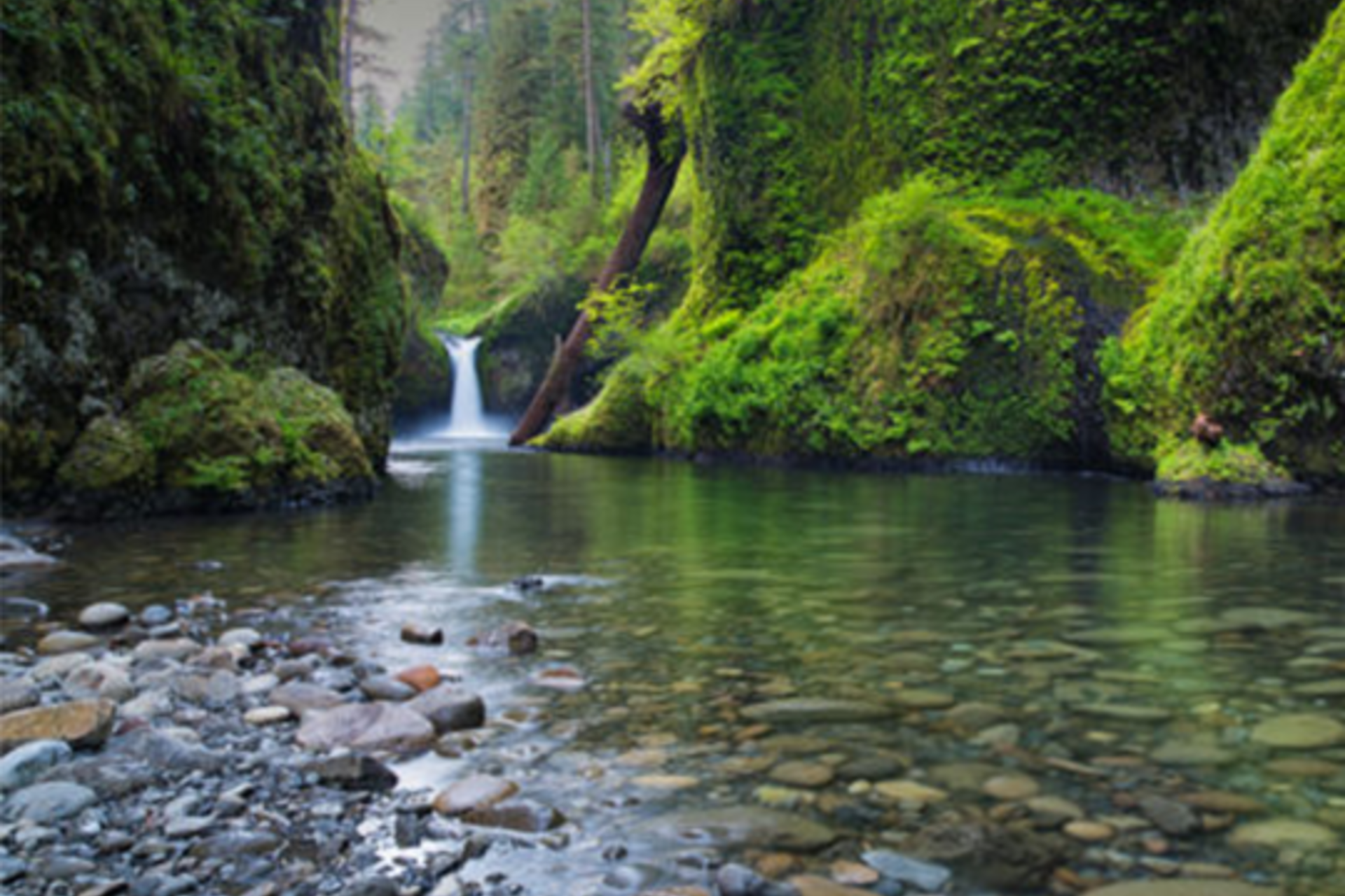 A waterfall surrounded by a very green forest