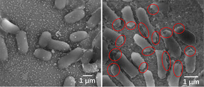 two microscopic black and white images of bacteria before and after disinfection