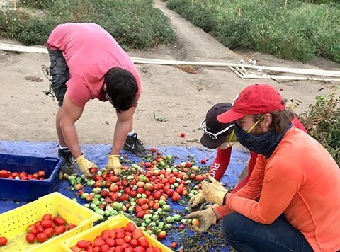 Students harvesting tomatoes