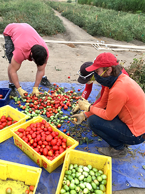 The Nitricity team gathers tomatoes from its first field test.