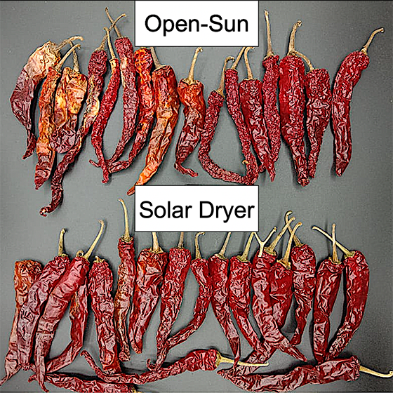 two rows of dried red chiles, the first of which were dried in the open sun and are inconsistent in color. The second row is solar-dryer and are very consistent in bright red color